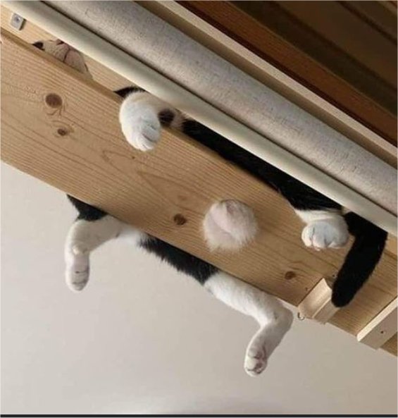 lazy caturday majorgeeks.jpg